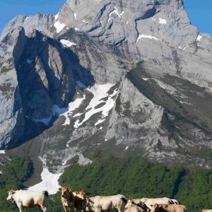 vaches qui pâturent devant une montagne enneigée 